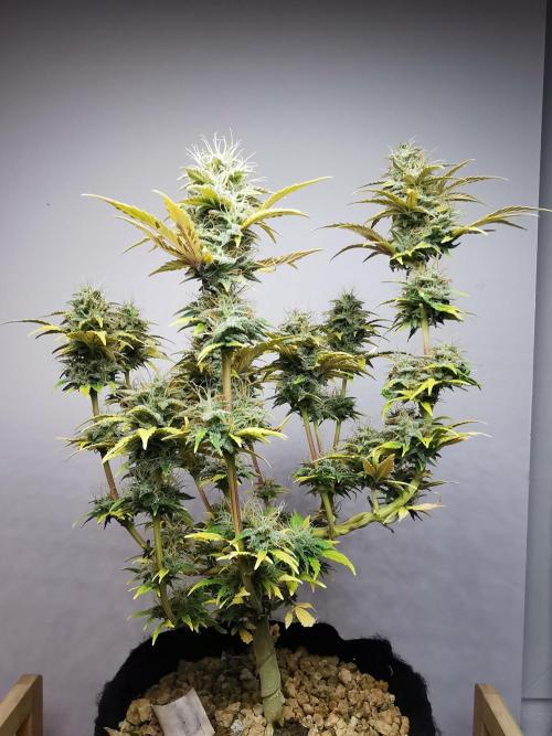 Big Demon auto / FC-E4800 / 90x60x140. Week 10
