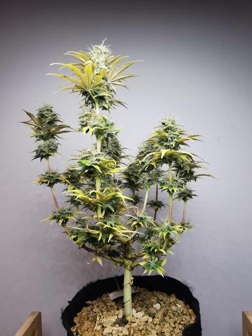 Big Demon auto / FC-E4800 / 90x60x140. Week 10