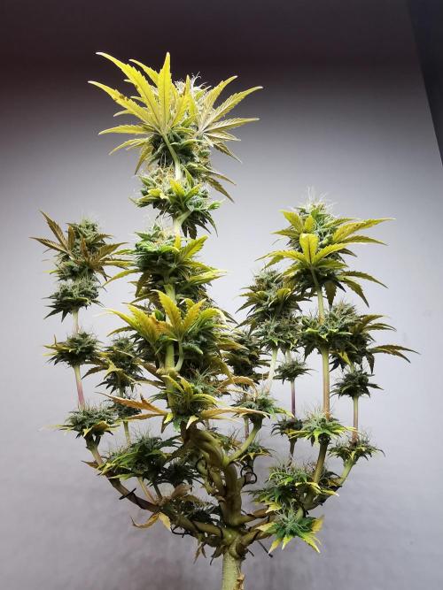 Big Demon auto / FC-E4800 / 90x60x140. Week 10