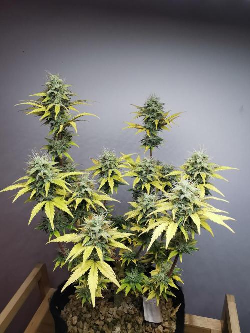 Big Demon auto / FC-E4800 / 90x60x140. Week 10