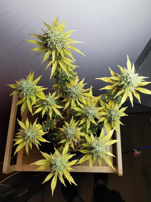 Big Demon auto / FC-E4800 / 90x60x140. Week 10