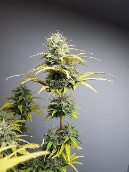 Big Demon auto / FC-E4800 / 90x60x140. Week 10
