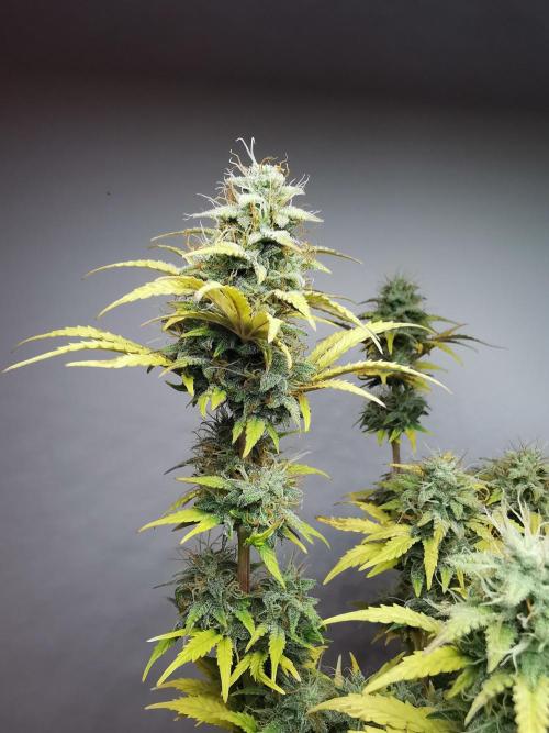 Big Demon auto / FC-E4800 / 90x60x140. Week 10