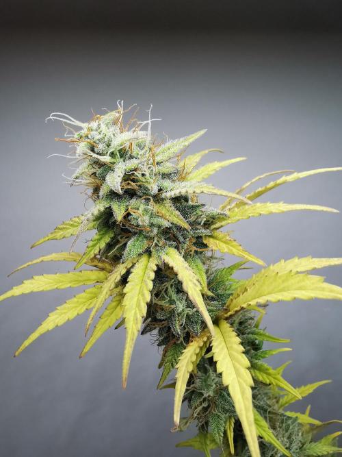 Big Demon auto / FC-E4800 / 90x60x140. Week 10