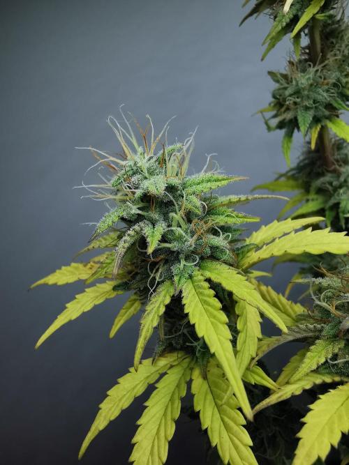Big Demon auto / FC-E4800 / 90x60x140. Week 10