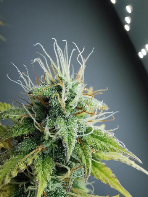 Big Demon auto / FC-E4800 / 90x60x140. Week 10