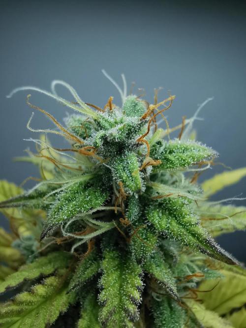 Big Demon auto / FC-E4800 / 90x60x140. Week 10