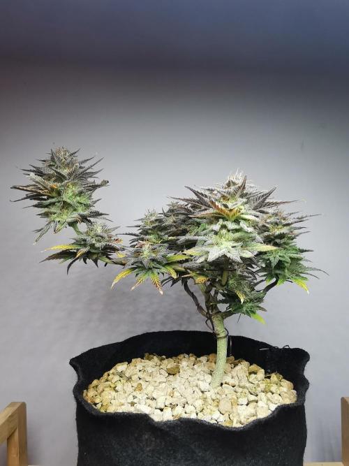 Pablo Escobar auto / FC-E4800 /90x60x140. Week 10