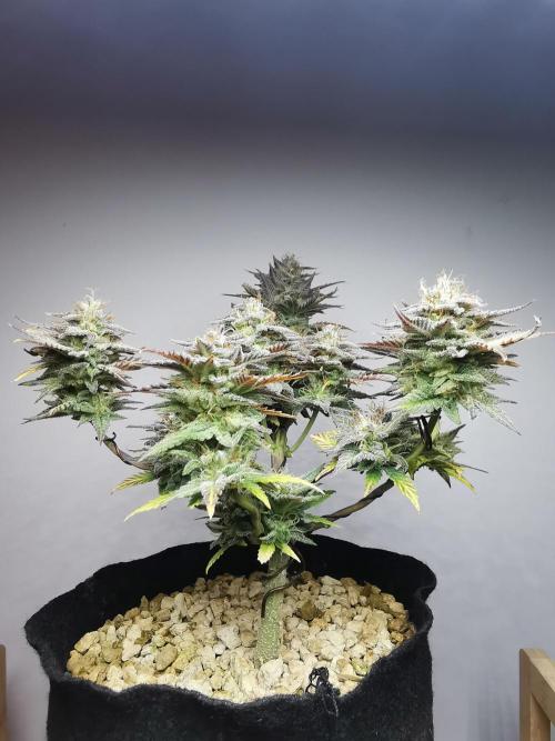 Pablo Escobar auto / FC-E4800 /90x60x140. Week 10