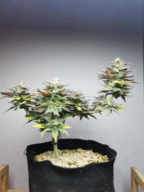 Pablo Escobar auto / FC-E4800 /90x60x140. Week 10