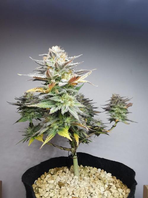 Pablo Escobar auto / FC-E4800 /90x60x140. Week 10