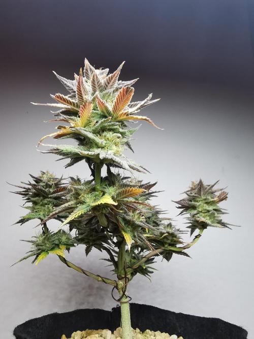 Pablo Escobar auto / FC-E4800 /90x60x140. Week 10