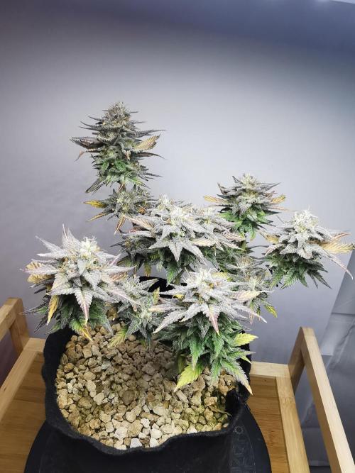Pablo Escobar auto / FC-E4800 /90x60x140. Week 10