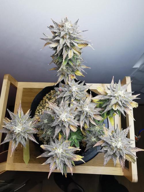 Pablo Escobar auto / FC-E4800 /90x60x140. Week 10