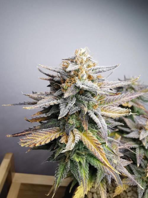 Pablo Escobar auto / FC-E4800 /90x60x140. Week 10