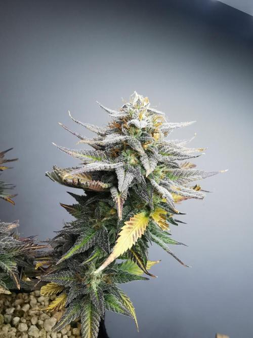Pablo Escobar auto / FC-E4800 /90x60x140. Week 10