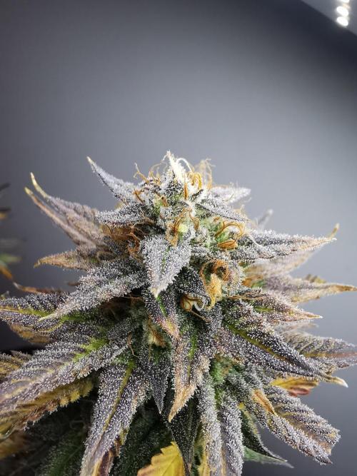 Pablo Escobar auto / FC-E4800 /90x60x140. Week 10