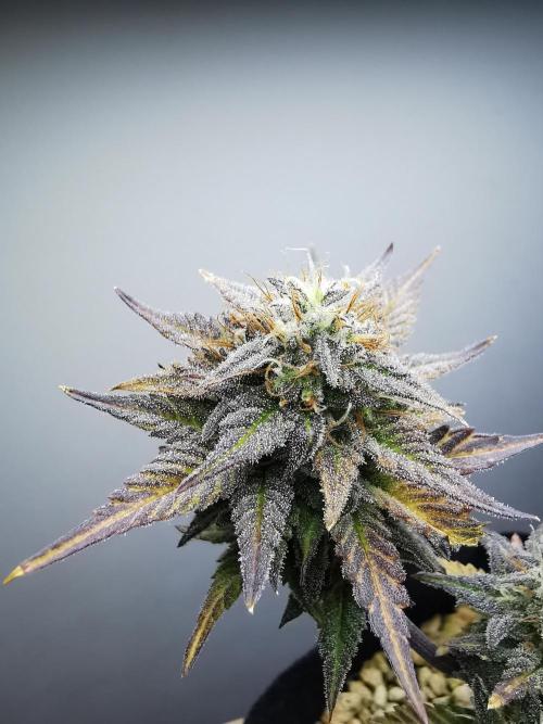 Pablo Escobar auto / FC-E4800 /90x60x140. Week 10