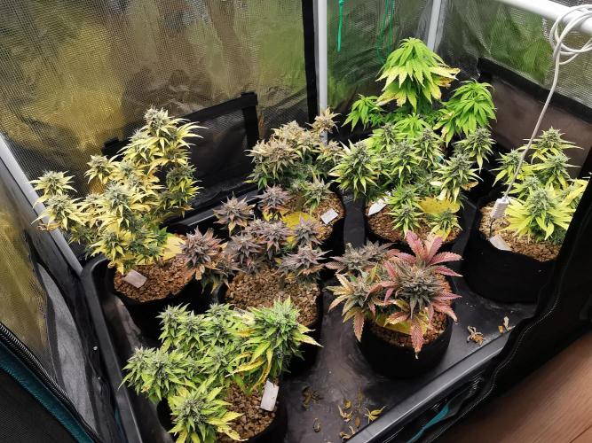 Pablo Escobar auto / FC-E4800 /90x60x140. Week 10