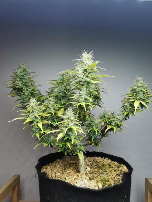 Devil XL auto / FC-E4800 / 90x60x140. Week 10