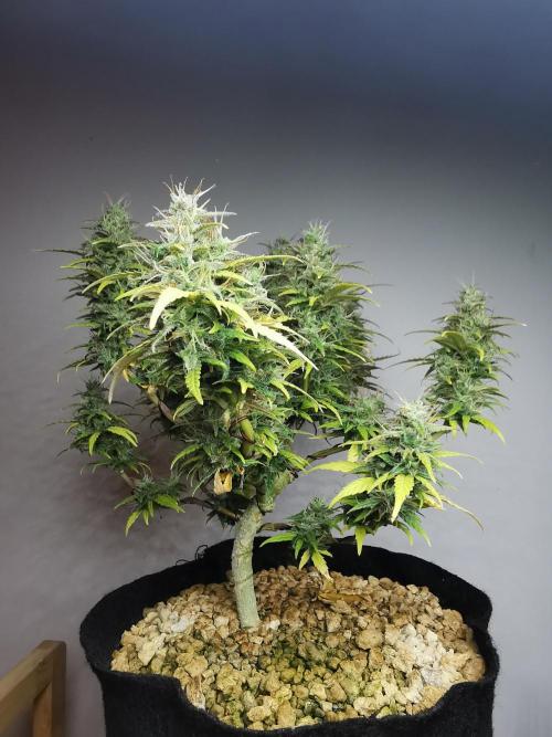 Devil XL auto / FC-E4800 / 90x60x140. Week 10