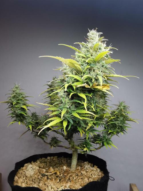 Devil XL auto / FC-E4800 / 90x60x140. Week 10