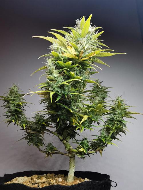 Devil XL auto / FC-E4800 / 90x60x140. Week 10