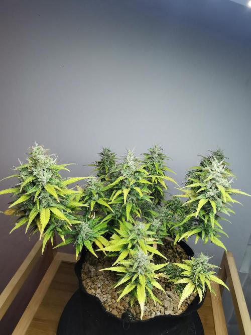 Devil XL auto / FC-E4800 / 90x60x140. Week 10
