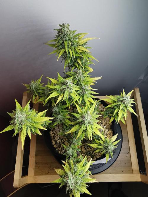 Devil XL auto / FC-E4800 / 90x60x140. Week 10