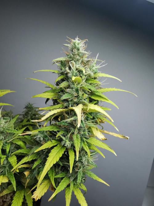Devil XL auto / FC-E4800 / 90x60x140. Week 10