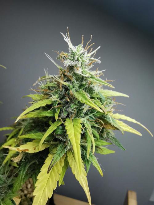 Devil XL auto / FC-E4800 / 90x60x140. Week 10
