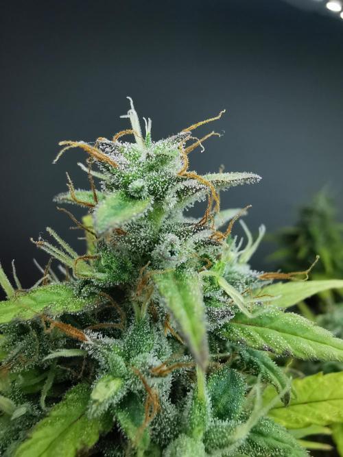Devil XL auto / FC-E4800 / 90x60x140. Week 10