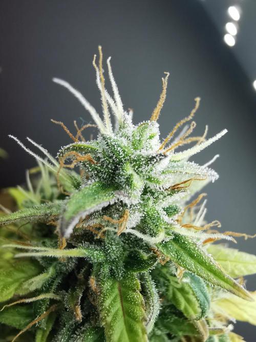 Devil XL auto / FC-E4800 / 90x60x140. Week 10
