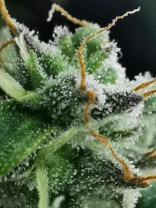 Devil XL auto / FC-E4800 / 90x60x140. Week 10