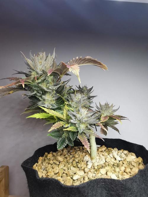 Moon Rock auto / 90x60x140 / FC-E4800. Week 10