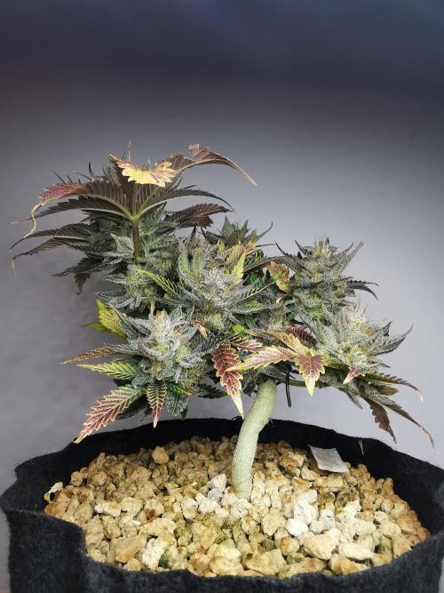 Moon Rock auto / 90x60x140 / FC-E4800. Week 10
