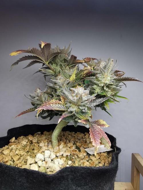 Moon Rock auto / 90x60x140 / FC-E4800. Week 10