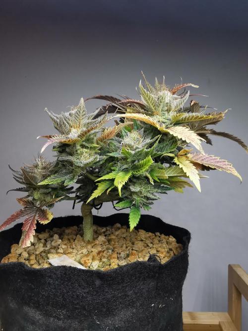 Moon Rock auto / 90x60x140 / FC-E4800. Week 10