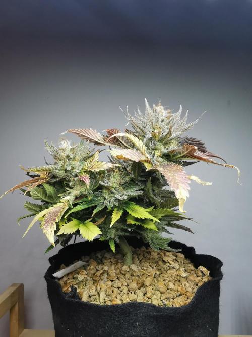 Moon Rock auto / 90x60x140 / FC-E4800. Week 10