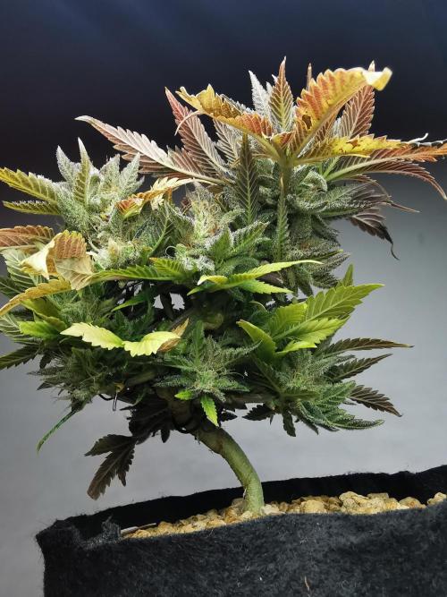 Moon Rock auto / 90x60x140 / FC-E4800. Week 10