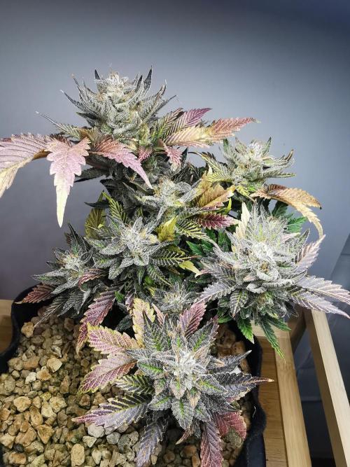Moon Rock auto / 90x60x140 / FC-E4800. Week 10