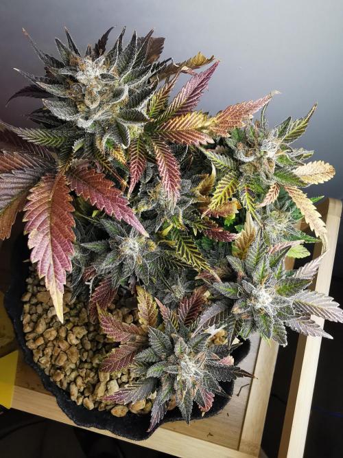 Moon Rock auto / 90x60x140 / FC-E4800. Week 10