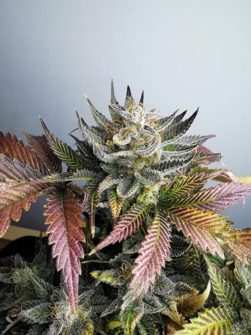 Moon Rock auto / 90x60x140 / FC-E4800. Week 10
