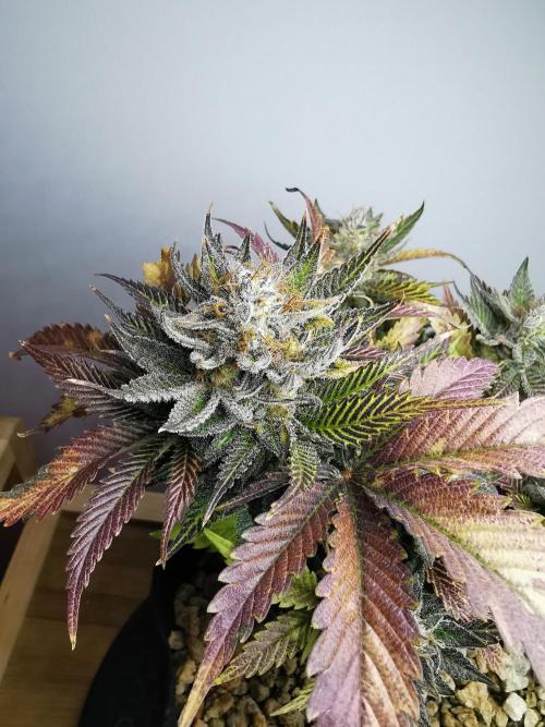 Moon Rock auto / 90x60x140 / FC-E4800. Week 10