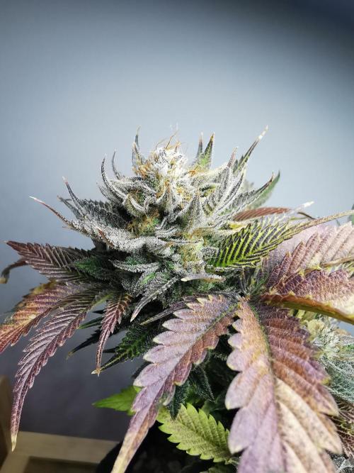 Moon Rock auto / 90x60x140 / FC-E4800. Week 10