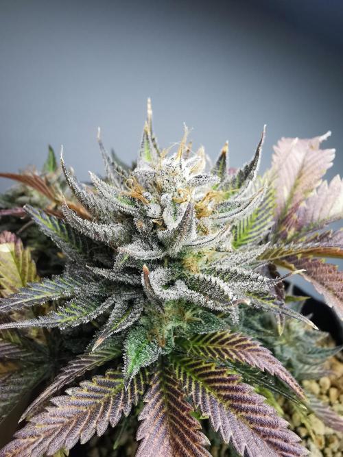 Moon Rock auto / 90x60x140 / FC-E4800. Week 10