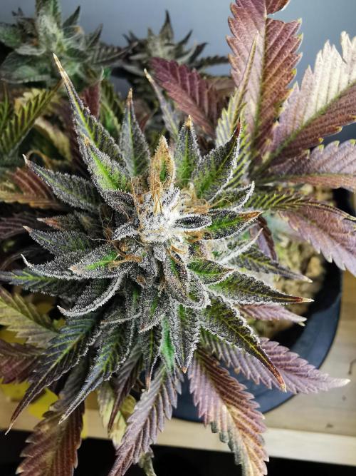 Moon Rock auto / 90x60x140 / FC-E4800. Week 10