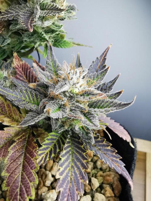 Moon Rock auto / 90x60x140 / FC-E4800. Week 10