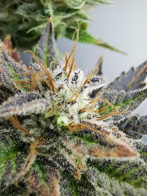 Moon Rock auto / 90x60x140 / FC-E4800. Week 10