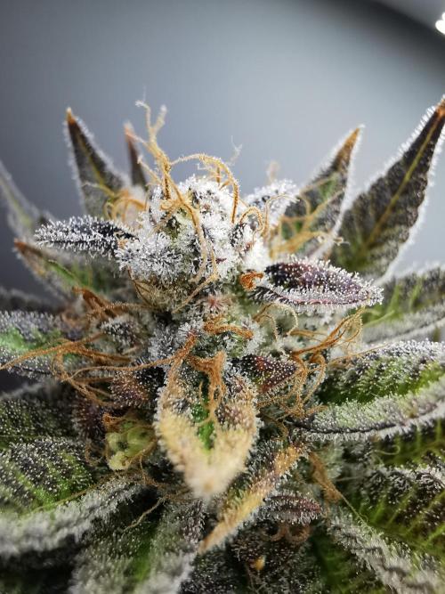 Moon Rock auto / 90x60x140 / FC-E4800. Week 10